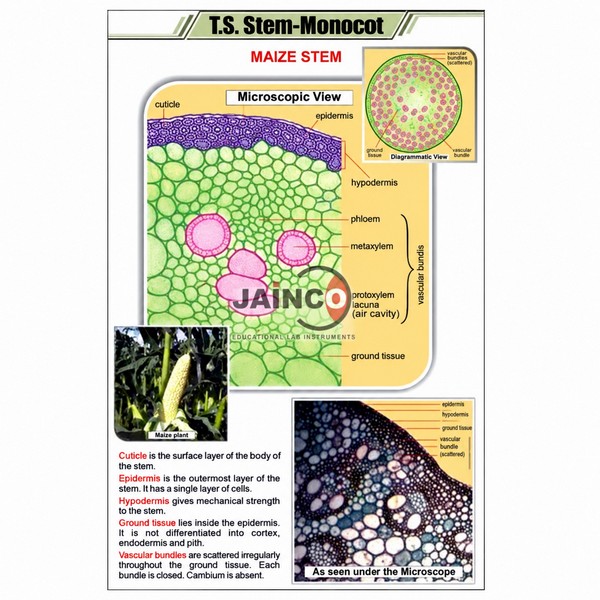 T.S. Stem - Monocot Chart